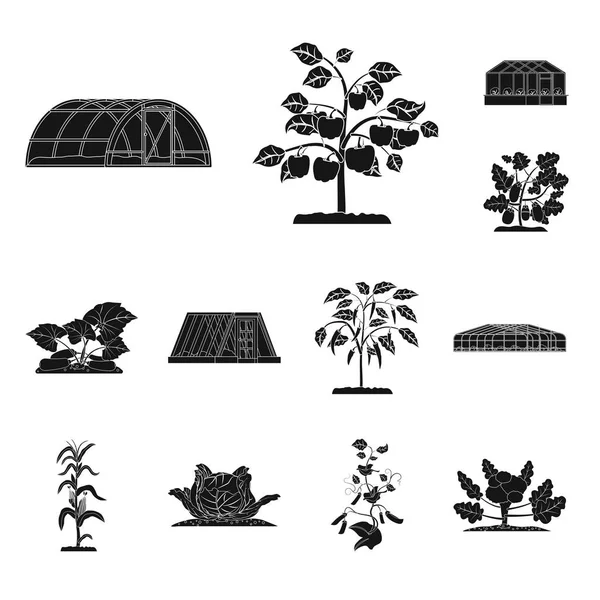 Oggetto isolato di serra e logo vegetale. Serie di serra e giardino stock vettoriale illustrazione . — Vettoriale Stock