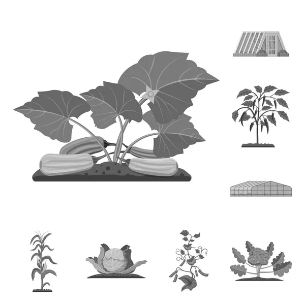 Diseño vectorial de invernadero y símbolo de planta. Colección de ilustración de vectores de invernadero y jardín . — Vector de stock