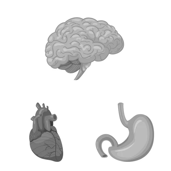 Vektorillustration des Körpers und des menschlichen Symbols. Sammlung von Körper und medizinischem Vektor-Symbol für Aktien. — Stockvektor