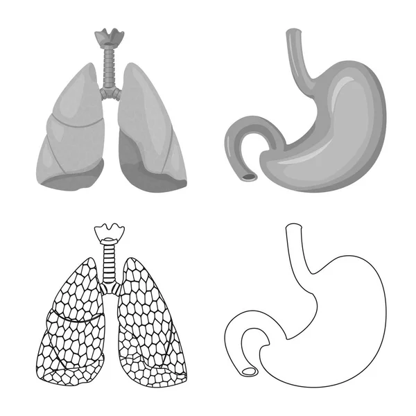 Objet isolé du corps et signe humain. Collecte de corps et icône vectorielle médicale pour stock . — Image vectorielle