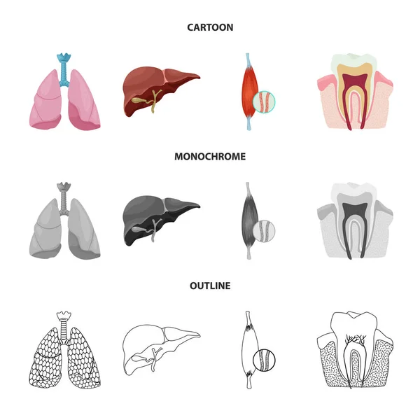 Векторная иллюстрация тела и человеческого символа. Комплект векторной иллюстрации тела и медицинского фонда . — стоковый вектор