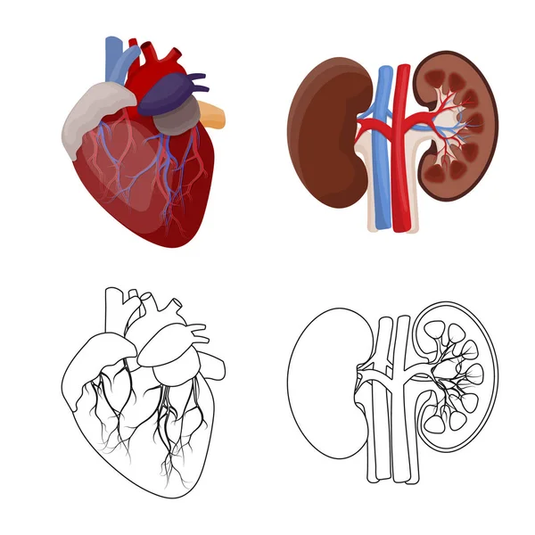 Illustrazione vettoriale del corpo e del logo umano. Set di illustrazione vettoriale corpo e stock medico . — Vettoriale Stock