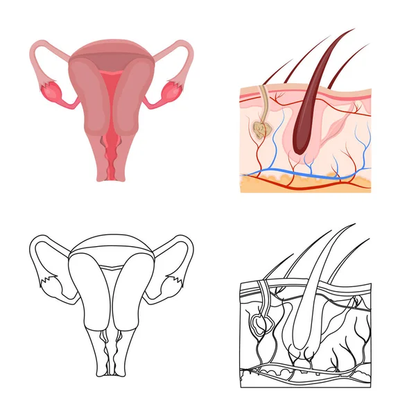 Projeto vetorial de corpo e logotipo humano. Conjunto de corpo e símbolo de estoque médico para web . —  Vetores de Stock