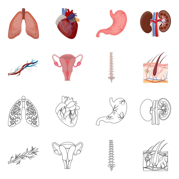 Ilustracja wektorowa ciała i ikona. Kolekcja ciała i medycznych wektor ikona na magazynie. — Wektor stockowy