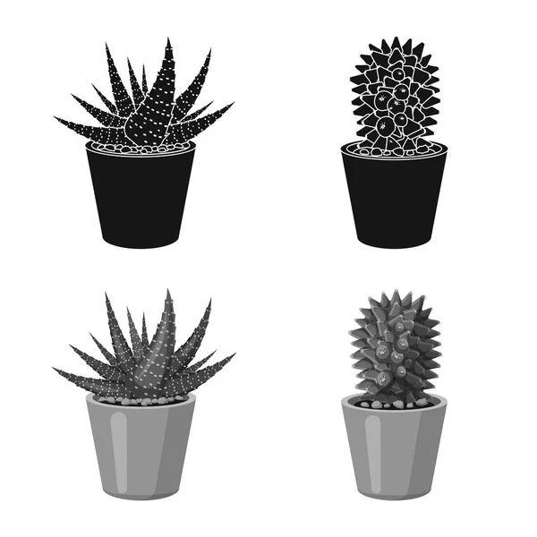 Objeto aislado de cactus y signo de maceta. Conjunto de ilustración vectorial de cactus y cactus . — Vector de stock