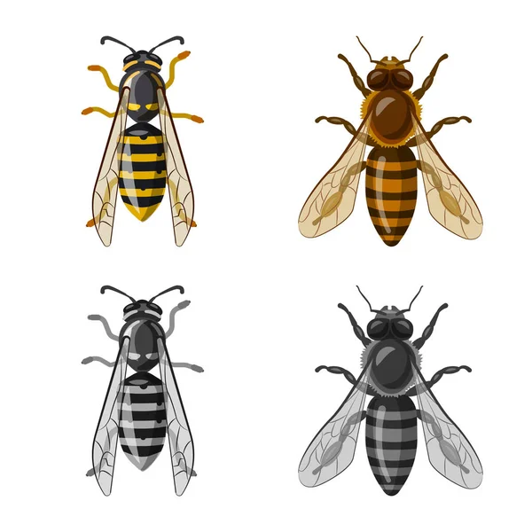 Векторная иллюстрация значка насекомого и мухи. Коллекция векторных иллюстраций насекомых и элементов . — стоковый вектор