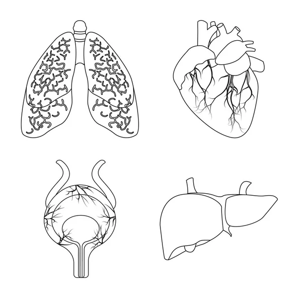 Objet isolé du corps et de l'icône humaine. Ensemble d'illustration vectorielle du corps et du stock médical . — Image vectorielle