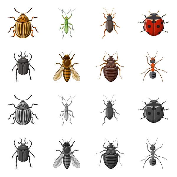 Objet isolé d'insecte et symbole de mouche. Ensemble de symbole de stock d'insectes et d'éléments pour la toile . — Image vectorielle