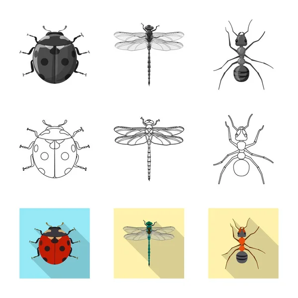 Isolierte Objekt Von Insekten Und Fliegen Zeichen Sammlung Von Insekten — Stockvektor