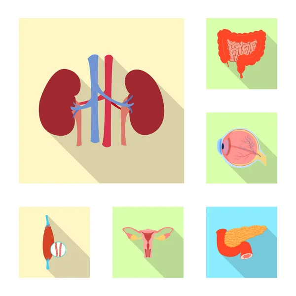 Ilustración vectorial del cuerpo y del símbolo humano. Colección de ilustración de vectores de cuerpo y stock médico . — Vector de stock