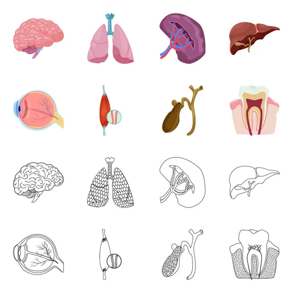 Objeto aislado de cuerpo y logotipo humano. Conjunto de ilustración de vectores de cuerpo y stock médico . — Archivo Imágenes Vectoriales