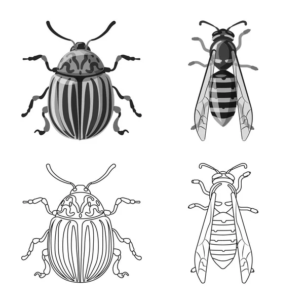 Objet Isolé Signe Insecte Mouche Collecte Insectes Éléments Illustration Vectorielle — Image vectorielle