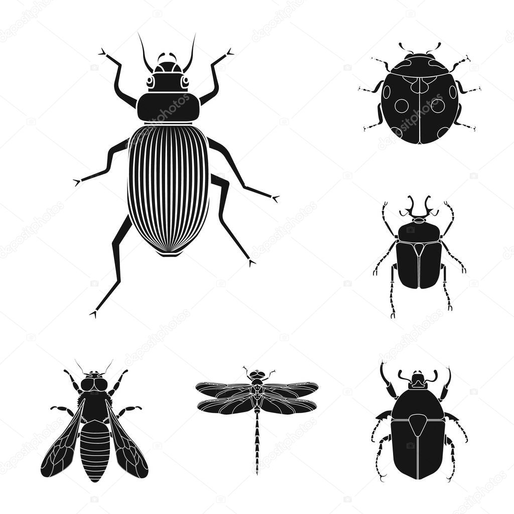 Vector illustration of insect and fly sign. Collection of insect and element stock vector illustration.