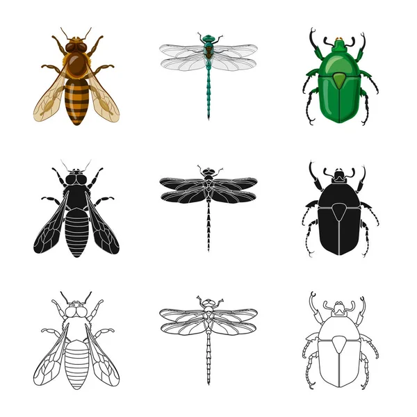 Vector design of insect and fly icon. Set of insect and element stock vector illustration. — Stock Vector