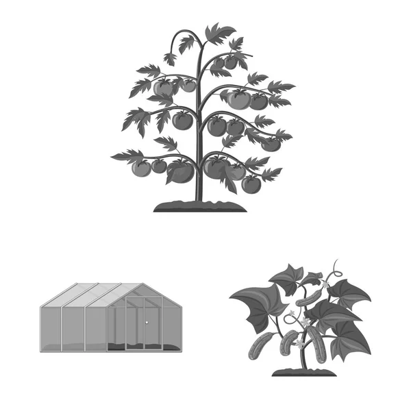 Ilustración vectorial del logotipo de invernadero y planta. Conjunto de icono de vector de invernadero y jardín para stock . — Vector de stock