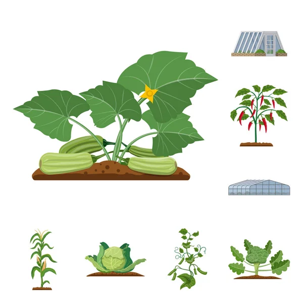 Vektorillustration des Gewächshaus- und Pflanzenlogos. Reihe von Gewächshäusern und Garten Stock Vektor Illustration. — Stockvektor