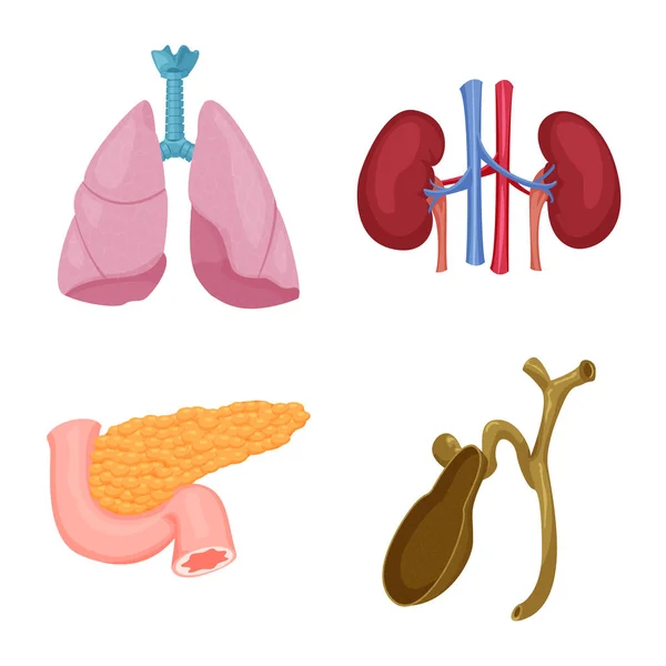 Vektorillustration des Körpers und des menschlichen Symbols. Sammlung von Körper und medizinischem Vektor-Symbol für Aktien. — Stockvektor