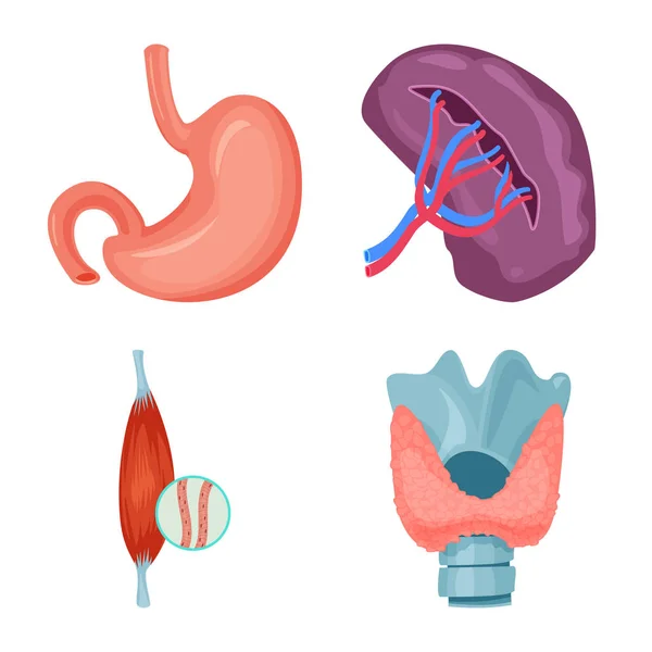 Design vetorial de corpo e ícone humano. Coleção de corpo e símbolo de estoque médico de web . —  Vetores de Stock