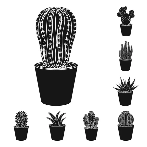 Objeto aislado de cactus y símbolo del pote. Conjunto de ilustración vectorial de cactus y cactus . — Archivo Imágenes Vectoriales