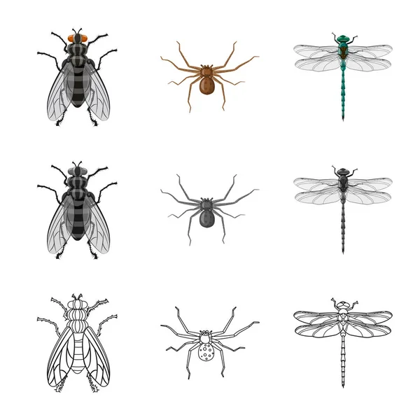 Isoliertes Objekt mit Insekten- und Fliegenlogo. Set von Insekten- und Elementlagersymbol für das Netz. — Stockvektor