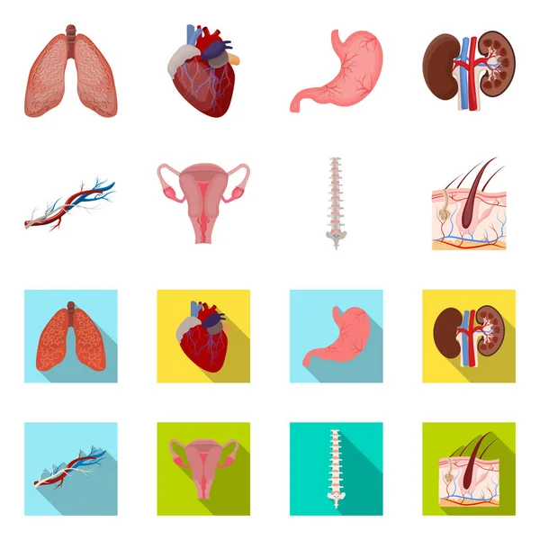 Illustrazione vettoriale del corpo e del segno umano. Set di corpo e stock simbolo medico per il web . — Vettoriale Stock