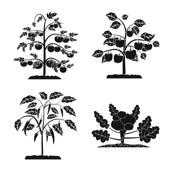 Objeto aislado de invernadero y logotipo de la planta. Colección de invernadero y símbolo de reserva de jardín para la web . — Vector de stock