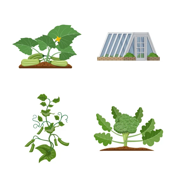 Diseño vectorial de invernadero y símbolo de planta. Colección de invernadero y símbolo de reserva de jardín para la web . — Archivo Imágenes Vectoriales