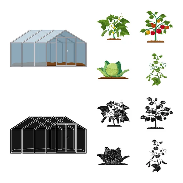 Objeto isolado de estufa e sinal de planta. Conjunto de estufa e jardim estoque vetor ilustração . —  Vetores de Stock