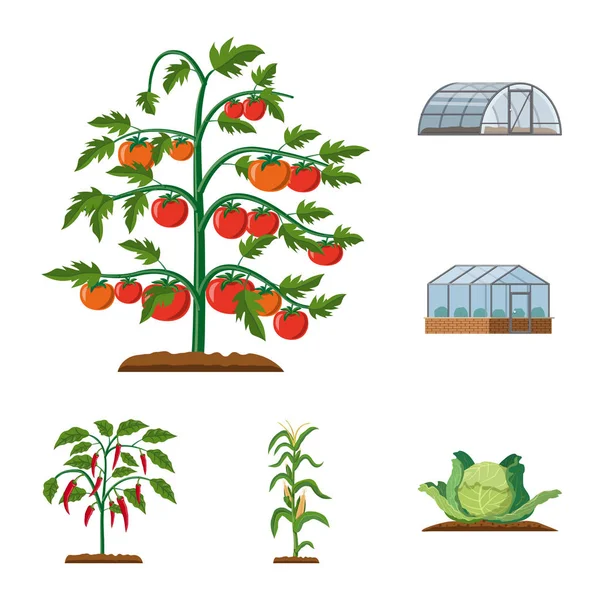 ベクトルの温室および植物の記号のイラスト 温室効果と株式の庭のベクトルのアイコンのセット — ストックベクタ