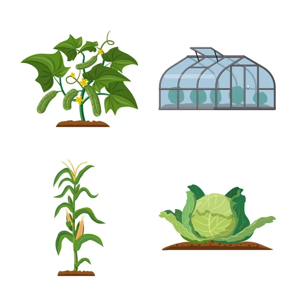 Ilustracja wektorowa roślin cieplarnianych i logo. Kolekcja cieplarnianych i ogród symbol giełdowy dla sieci web. — Wektor stockowy