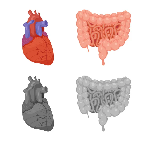 Oggetto isolato di corpo e icona umana. Set di illustrazione vettoriale corpo e stock medico . — Vettoriale Stock