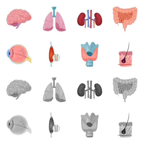 Vector εικονογράφηση του σώματος και ανθρώπινο λογότυπο. Συλλογή του σώματος και ιατρική απόθεμα διανυσματικά εικονογράφηση. — Διανυσματικό Αρχείο