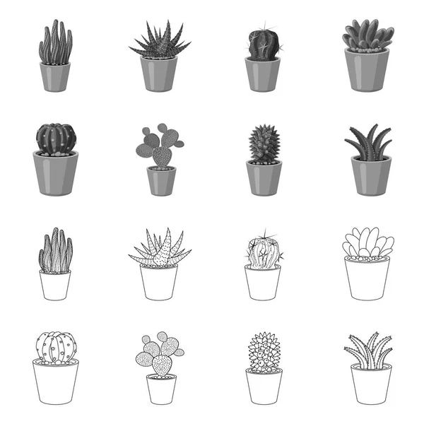 Vektor design av kaktus och potten symbol. Uppsättning cactus och kaktusar aktiesymbol för webben. — Stock vektor