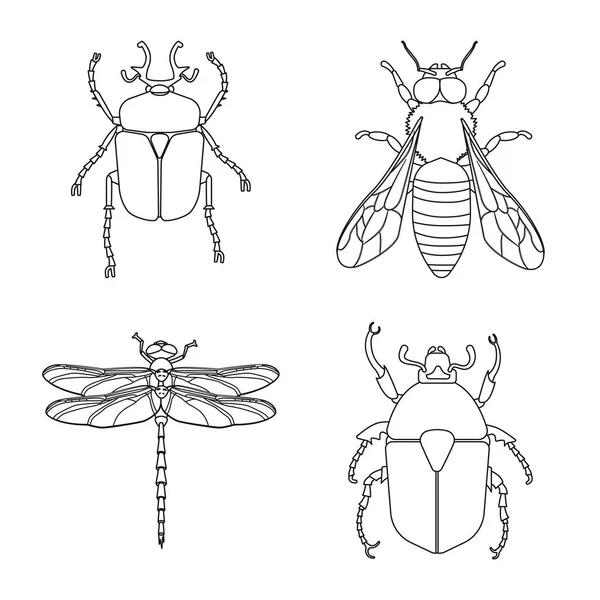 Vector design rovar és légy jel. Készlet-ból rovar és elem vektor ikon készlet. — Stock Vector