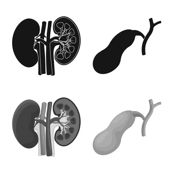 Diseño vectorial del cuerpo y el signo humano. Colección de cuerpo y vector médico icono para stock . — Archivo Imágenes Vectoriales