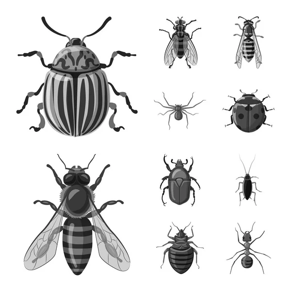 Illustrazione vettoriale del logo di insetti e mosche. Raccolta di icone vettoriali di insetti ed elementi per stock . — Vettoriale Stock