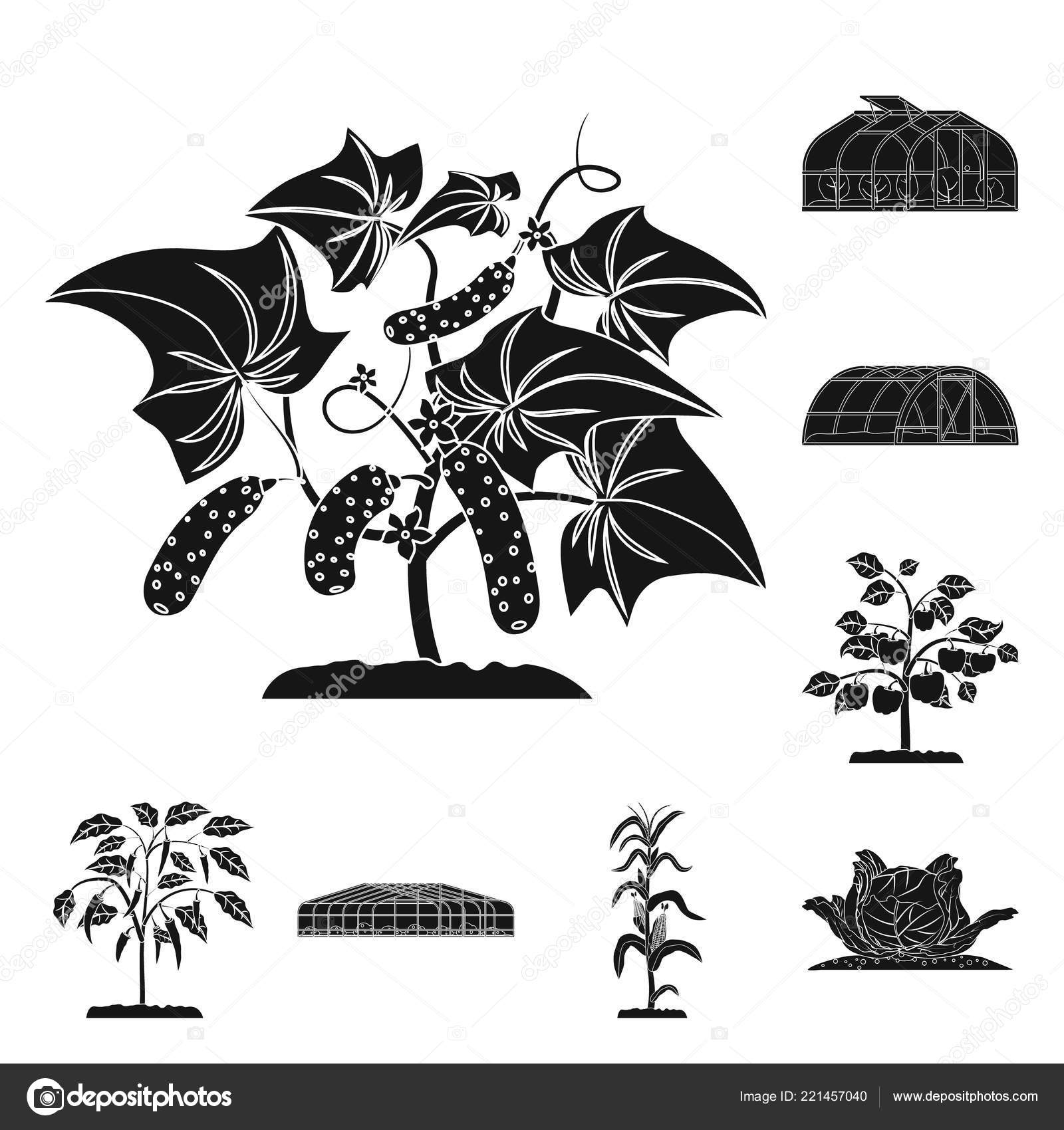 Isolated Object Of Greenhouse And Plant Logo Collection Of
