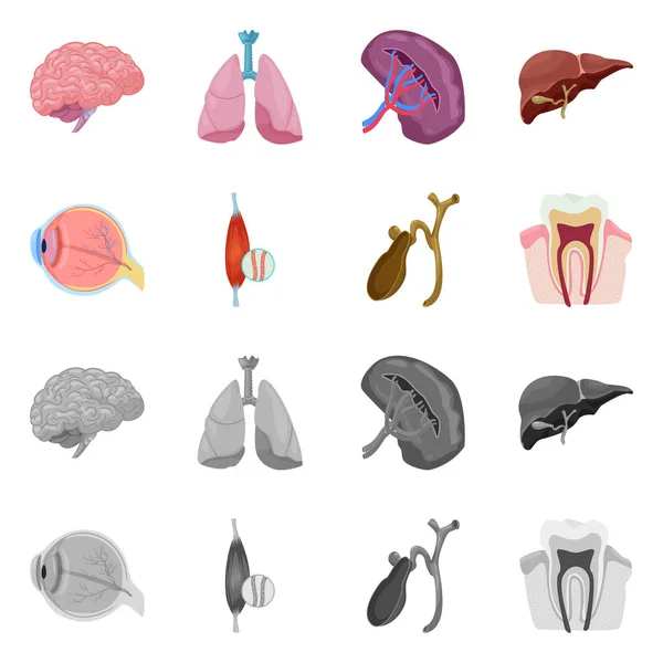 신체와 인간의 로고의 벡터 그림입니다. 신체와 의료 주식 벡터 일러스트 레이 션의 컬렉션. — 스톡 벡터