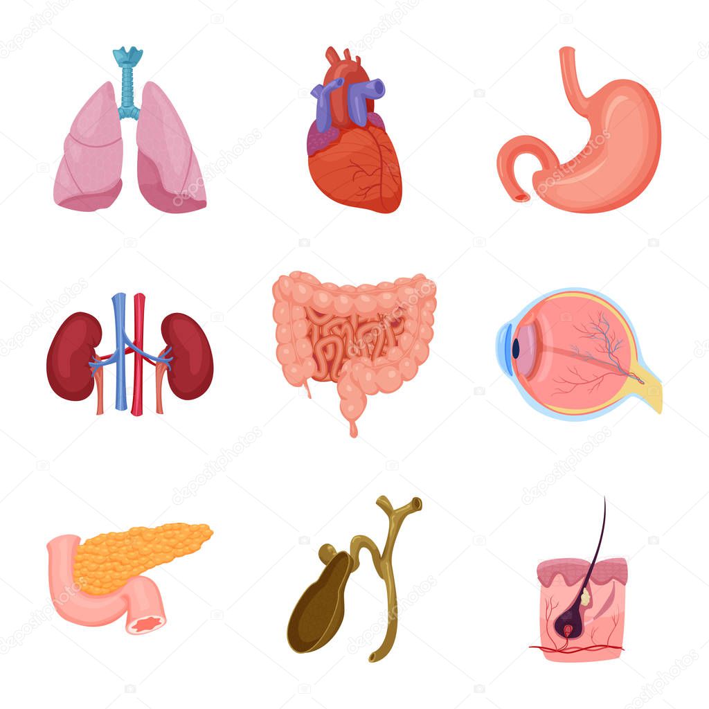 Vector design of body and human icon. Set of body and medical vector icon for stock.