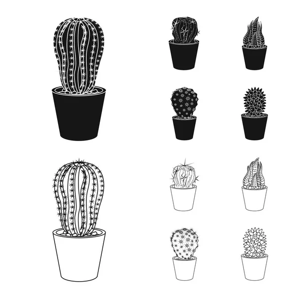 Objeto aislado de cactus y símbolo del pote. Colección de cactus y cactus símbolo de stock para web . — Archivo Imágenes Vectoriales