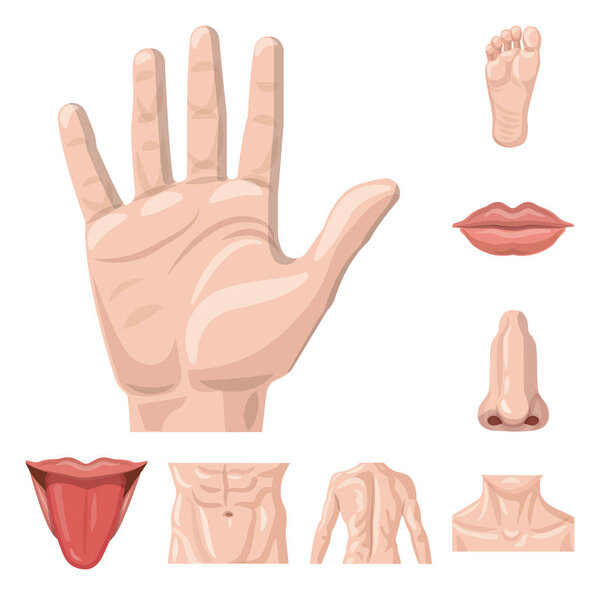 Vector illustration of human and part icon. Collection of human and woman stock vector illustration.