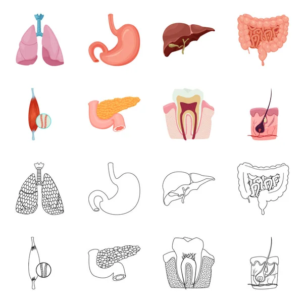 Illustration vectorielle du corps et icône humaine. Collecte de corps et de matériel médical symbole pour le web . — Image vectorielle