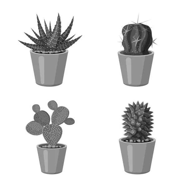 Diseño vectorial de cactus y maceta. Conjunto de ilustración vectorial de cactus y cactus . — Archivo Imágenes Vectoriales