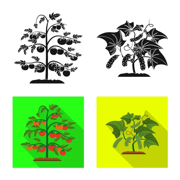 Illustration vectorielle de serre et icône végétale. Collection d'icône vectorielle serre et jardin pour stock . — Image vectorielle