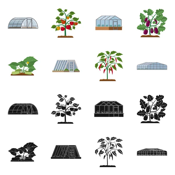 Ilustração vetorial do ícone de estufa e planta. Coleção de estufa e ícone de vetor de jardim para estoque . —  Vetores de Stock