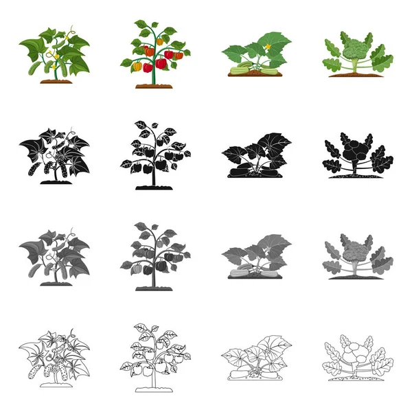 Objeto aislado de invernadero y logotipo de la planta. Conjunto de invernadero y símbolo de stock de jardín para web . — Vector de stock