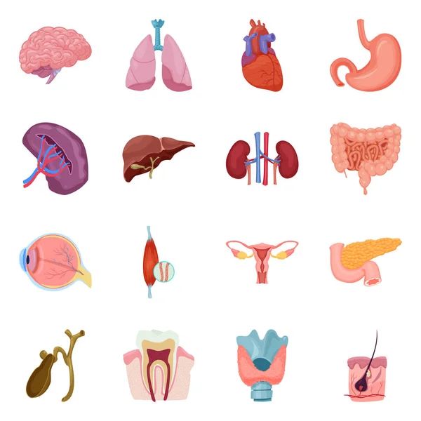 Ilustración vectorial del cuerpo y del símbolo humano. Colección de cuerpo y vector médico icono para stock . — Vector de stock