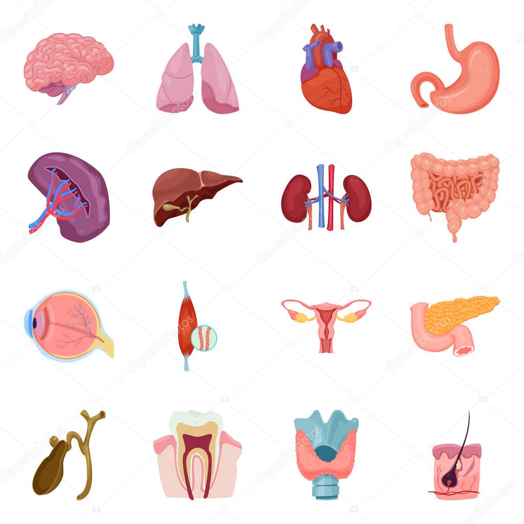 Vector illustration of body and human symbol. Collection of body and medical vector icon for stock.