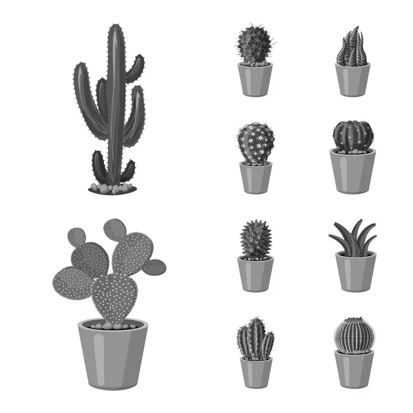 Vector ontwerp van cactus en pot logo. Collectie van de cactus en cactussen vector pictogram voor voorraad. — Stockvector