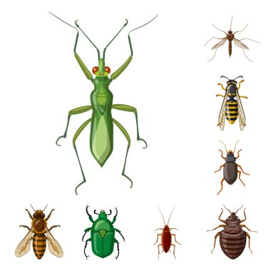 Böcek ve sinek logo vektör Illustration. Web için böcek ve öğe hisse senedi simgesi kümesi.